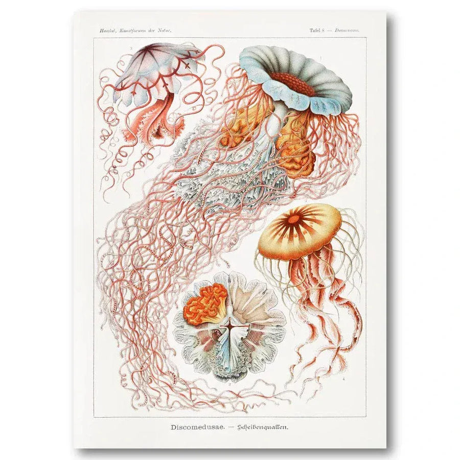 Jellyfish & Algae Illustration Art Print Pair in a room setting