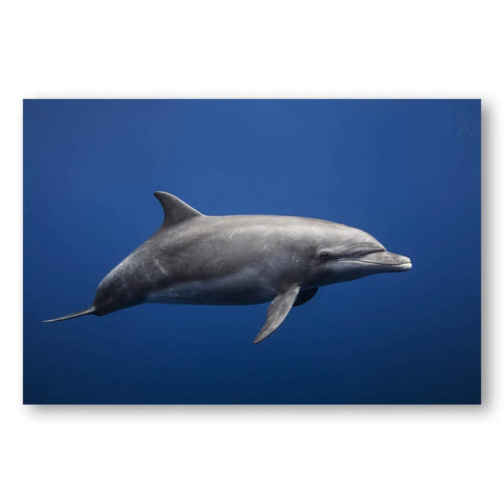 Aqua Grace Dolphin Photo Print