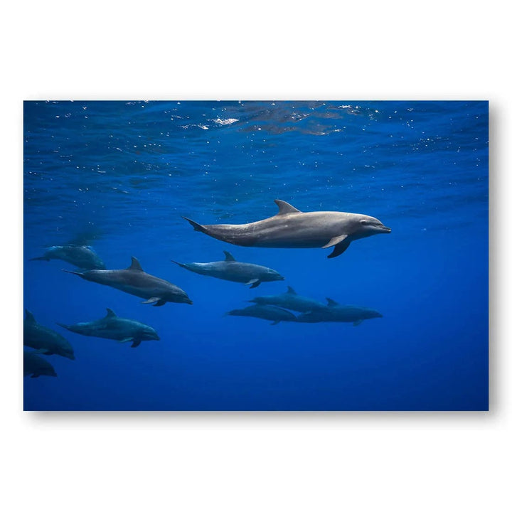 Ocean Symphony Dolphins Photo Print