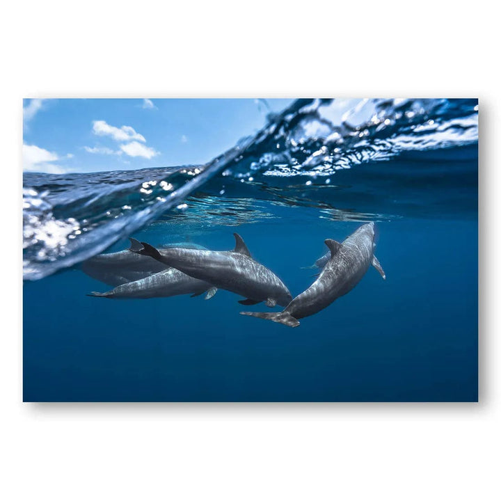 Oceanic Dolphin Harmony Photo Print