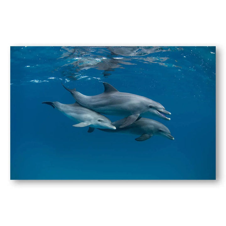 Ocean Harmony Dolphins Photo Print