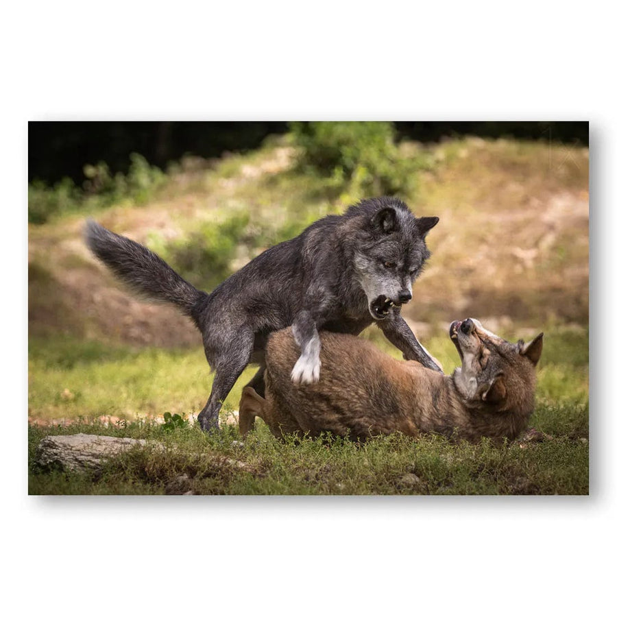 Wolf Showdown Photo Print