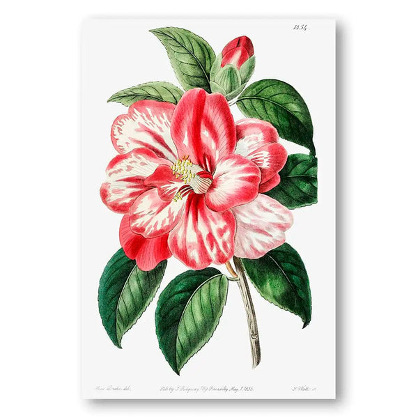 Crimson Brushstroke Camellia Vintage Floral Art Print