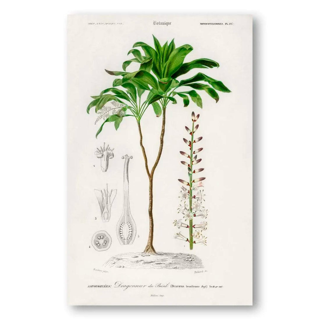Dracaena Brasiliensis Botanical Art Print