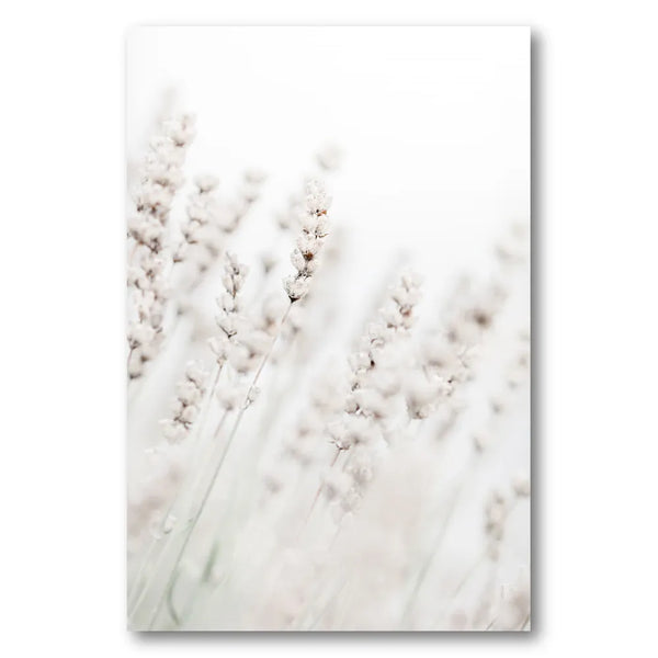 Dreamy White Lavender Photo Print