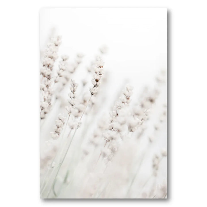 Dreamy White Lavender Photo Print