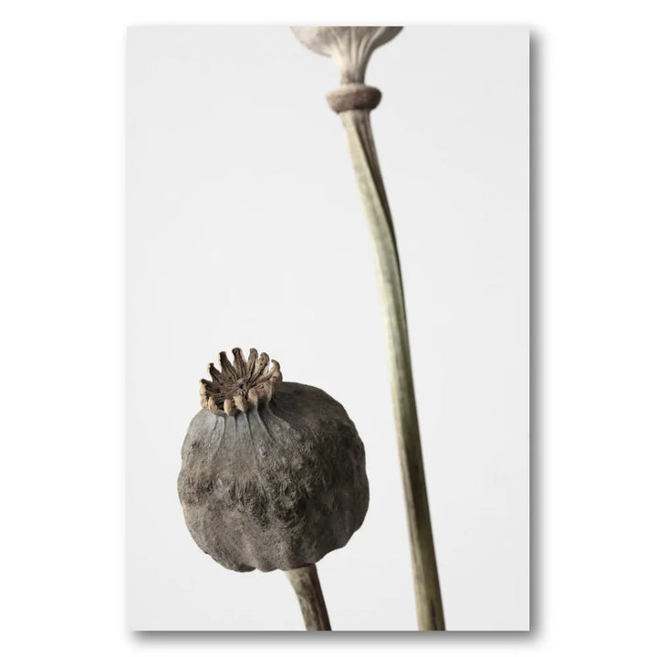 Dried Poppy Pods Photo Print