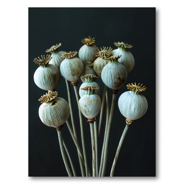 Dried Poppy Pods Photo Print