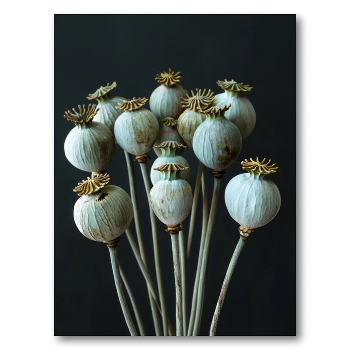 Dried Poppy Pods Photo Print