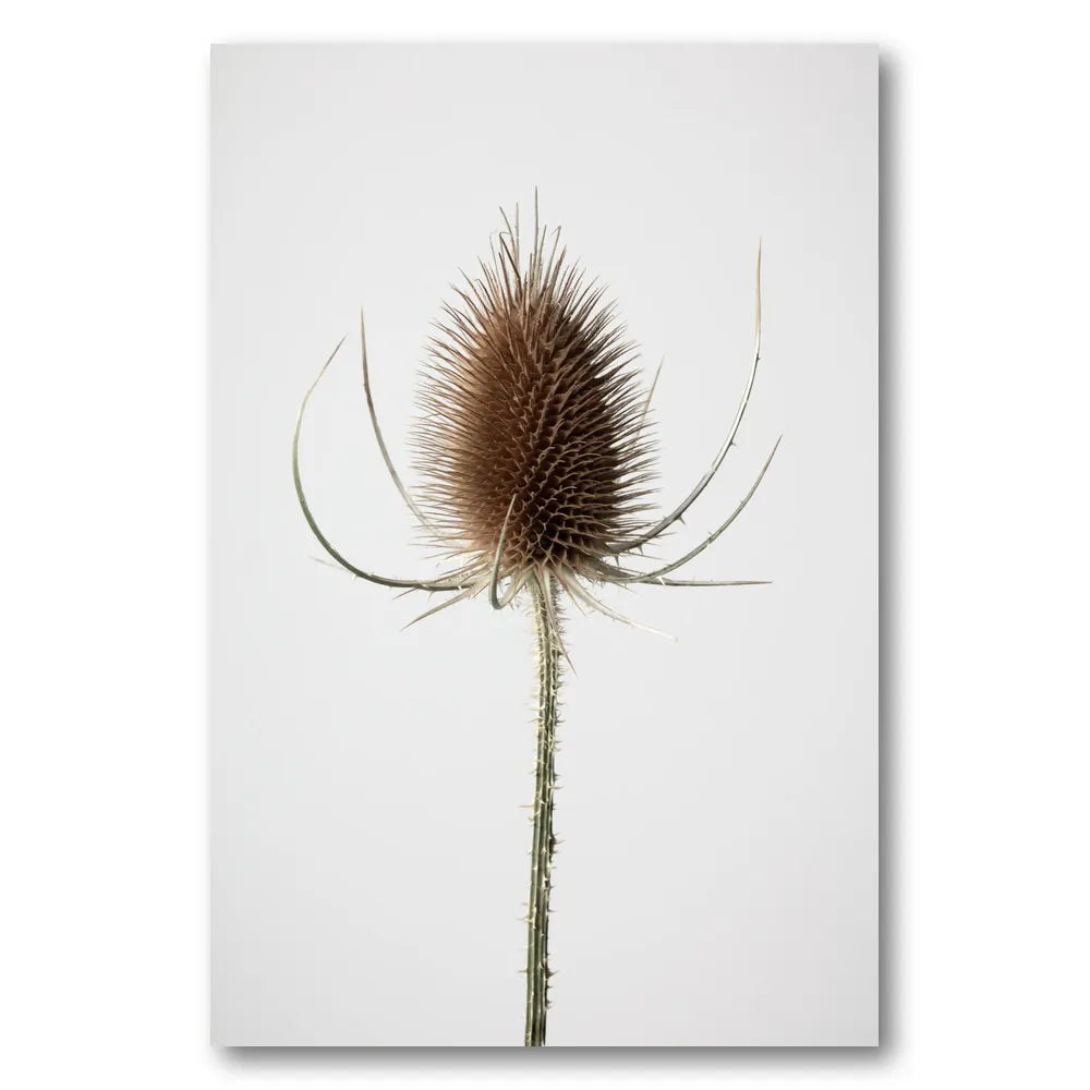 Dried Teasel Spike Photo Print