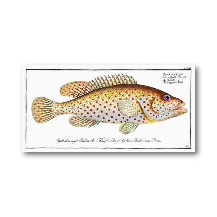 Vintage Perca Maculata Art Print