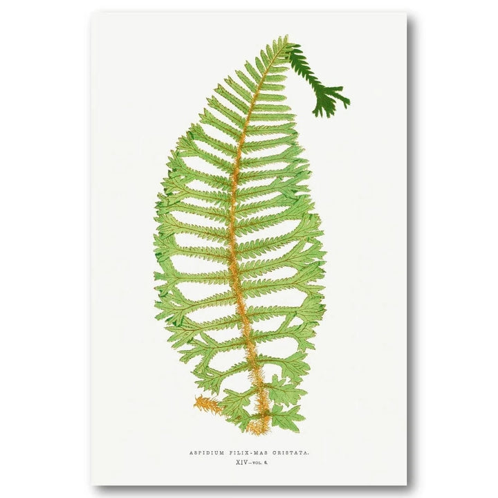 Dryopteris Cristata Botanical Art Print