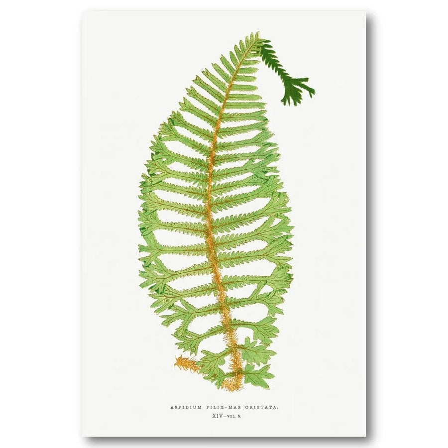 Dryopteris Cristata Botanical Art Print