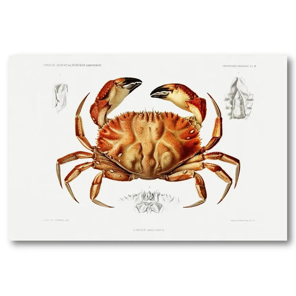 Dungeness Crab by Albert I Art Print