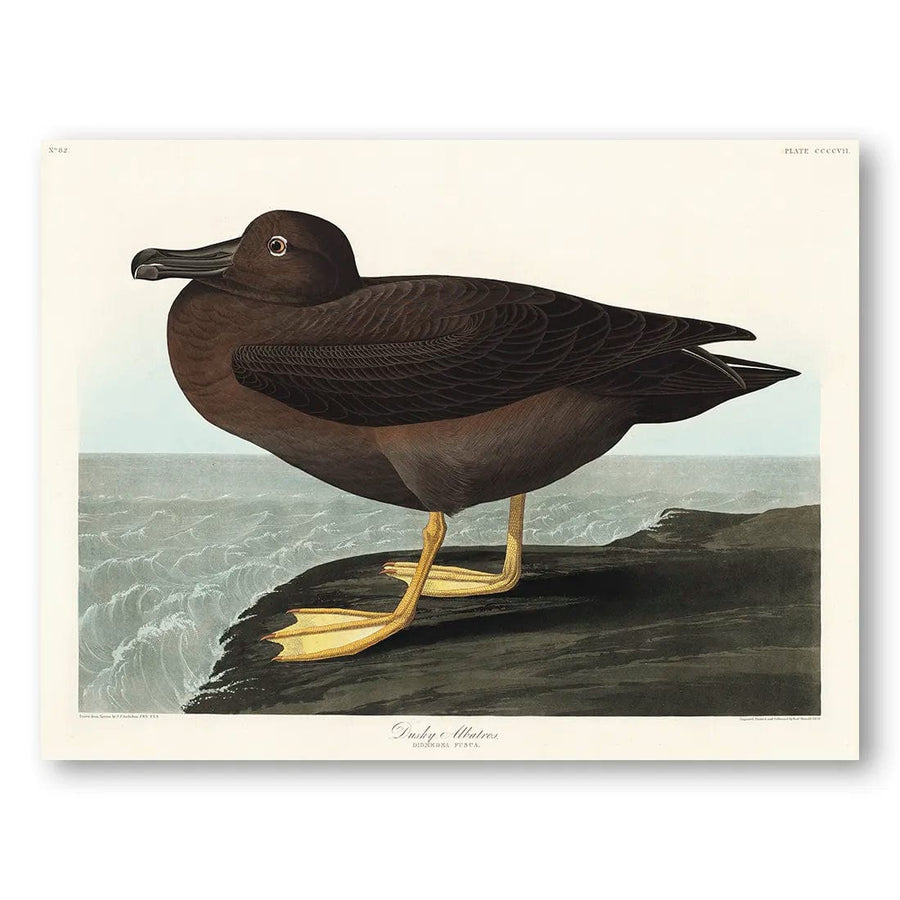Dusky Albatros by John James Audubon Wall Art Print