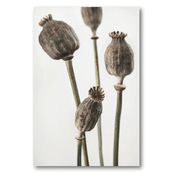 Earthy Poppy Seed Pods Photo Print