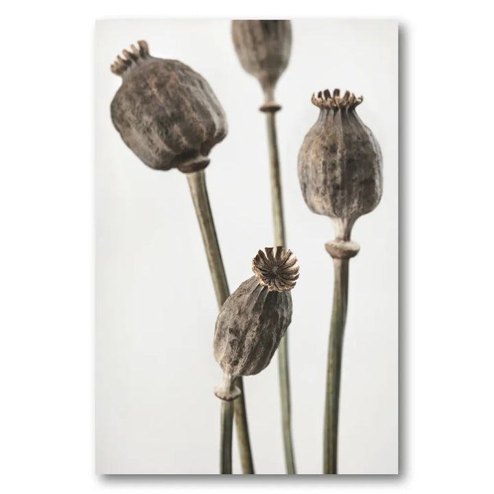 Earthy Poppy Seed Pods Photo Print