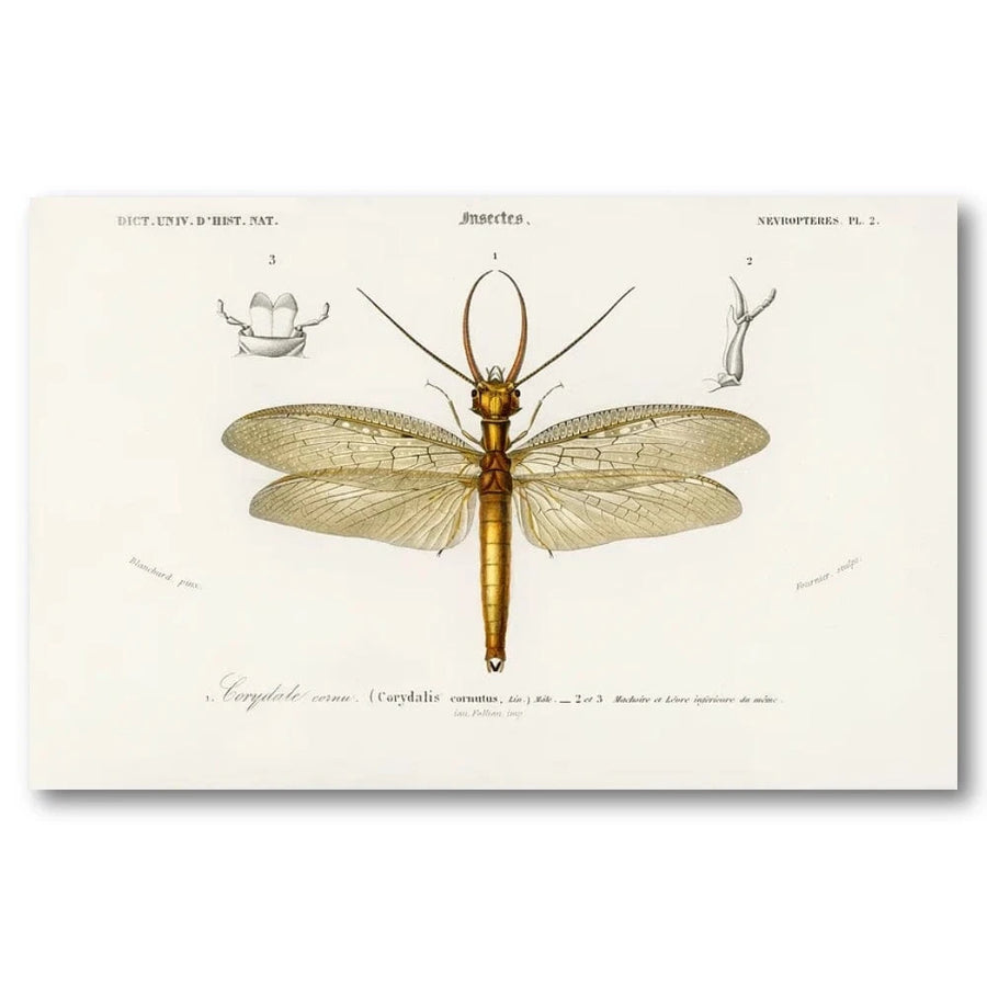 Eastern Dobsonfly by D Orbigny Art Print