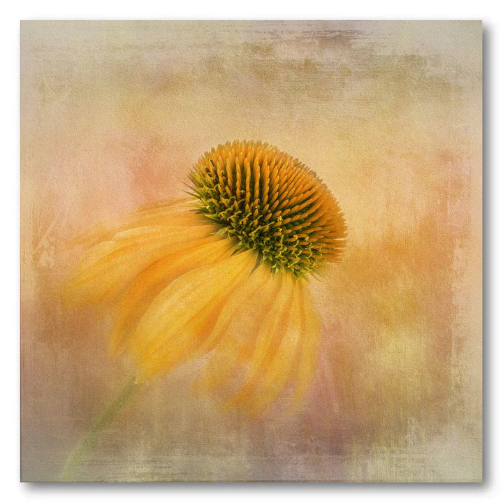 Echinacea Purpurea Pastel Art Print