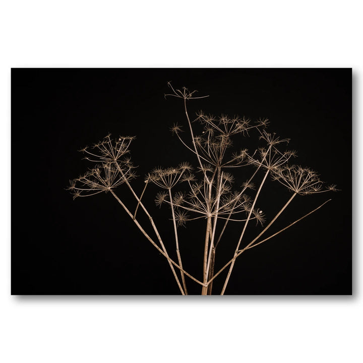Elegant Dried Plants Photo Print