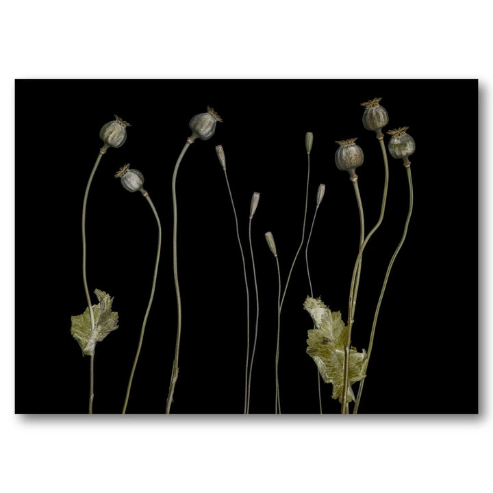 Elegant Dried Poppies Art Print