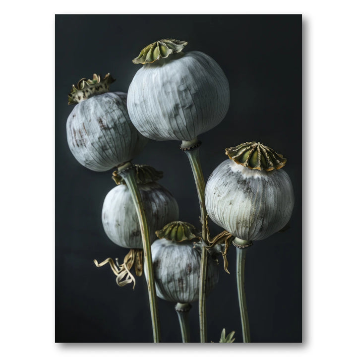 Elegant Poppy Pods Photo Print