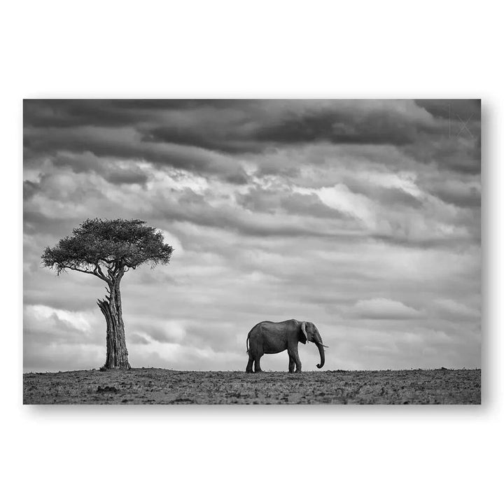 Elephant Serenity Photo Print