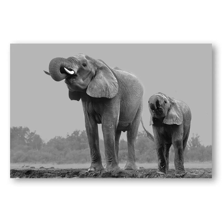 Savanna Giants Photo Print