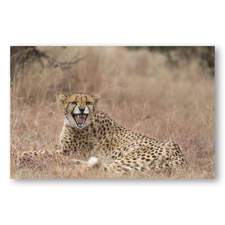 Cheetah's Roar Emotion Photo Print