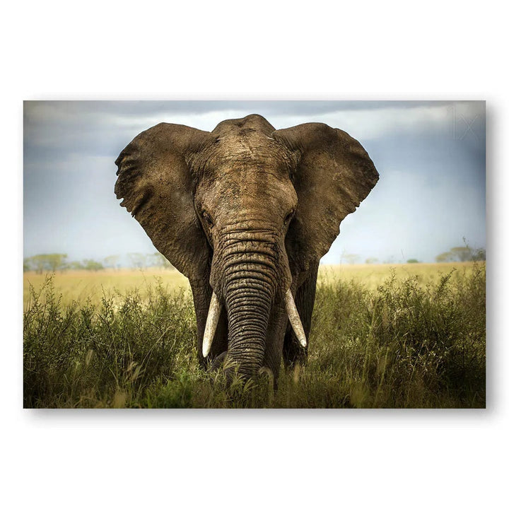 Elephant Majesty In Serengeti Photo Print