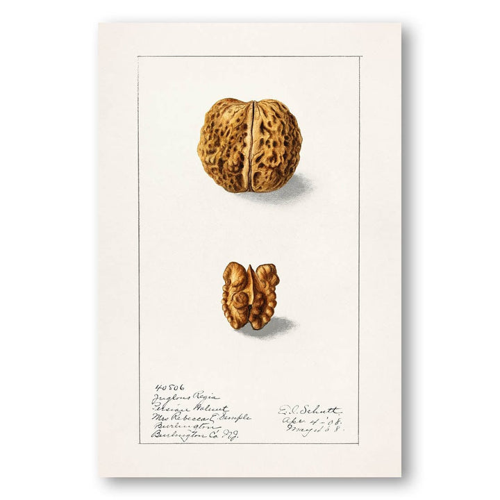 English Walnut by Ellen Isham Schutt Art Print