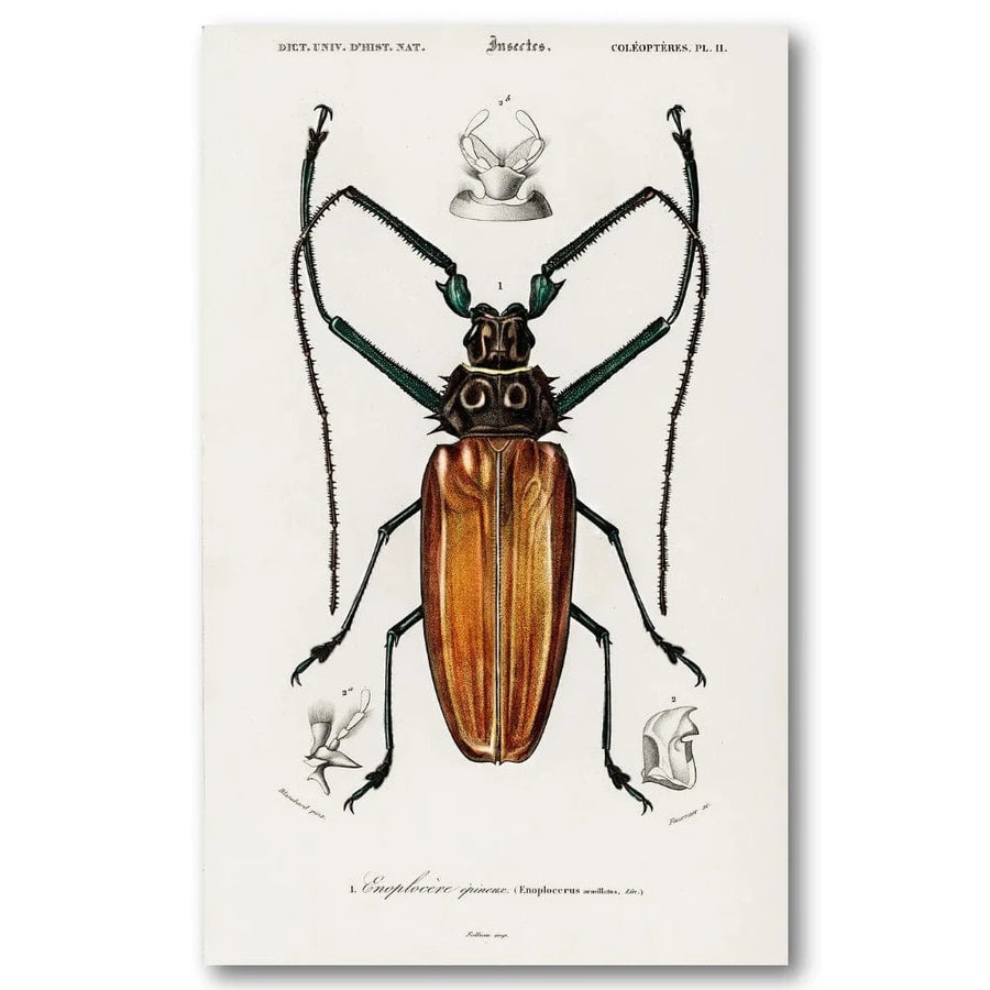 Enoplocerus by Charles Dessalines Art Print