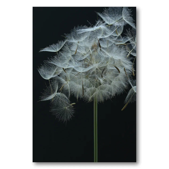Ethereal Dandelion Seeds Photo Print