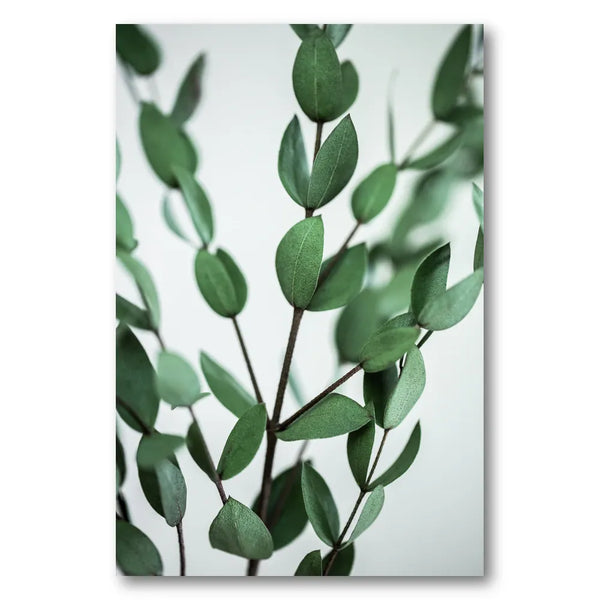 Eucalyptus Branches Photo Print