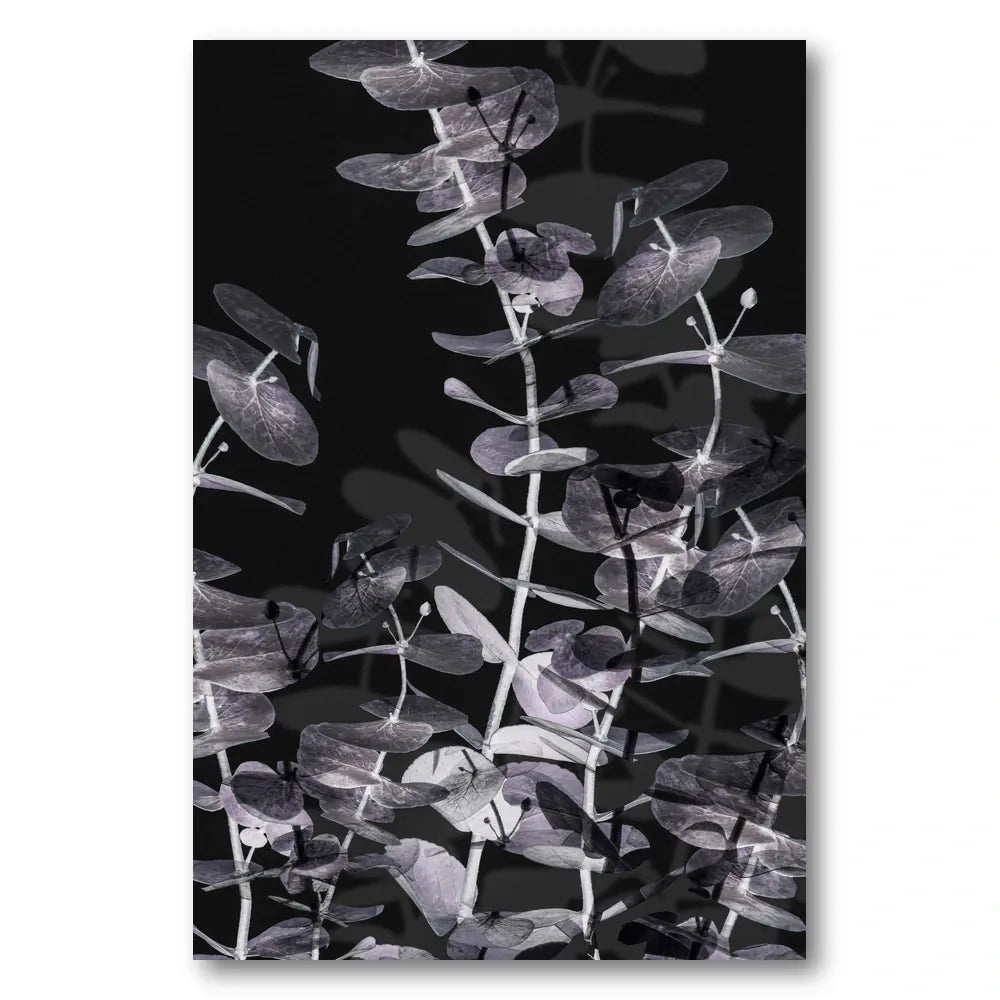 Eucalyptus Shadow Play Art Print