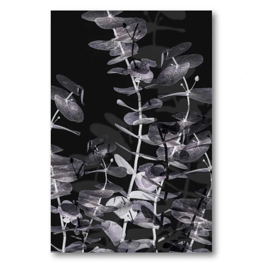 Eucalyptus Shadow Play Art Print