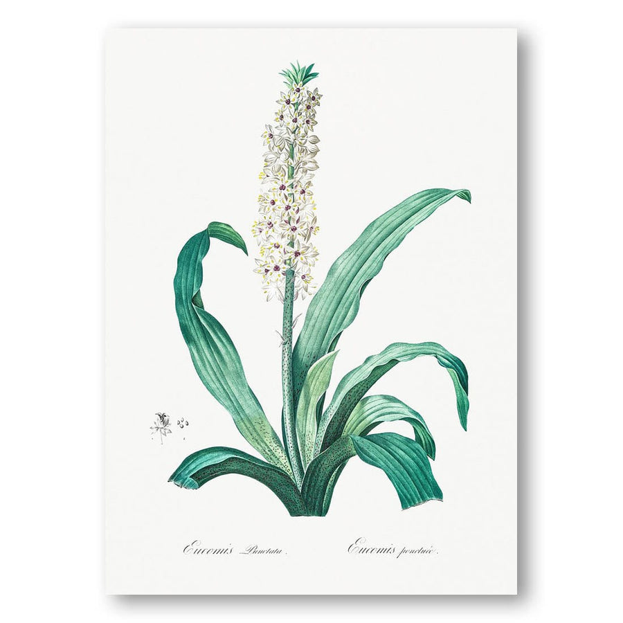Eucomis punctata by Pierre-Joseph Redouté Art Print