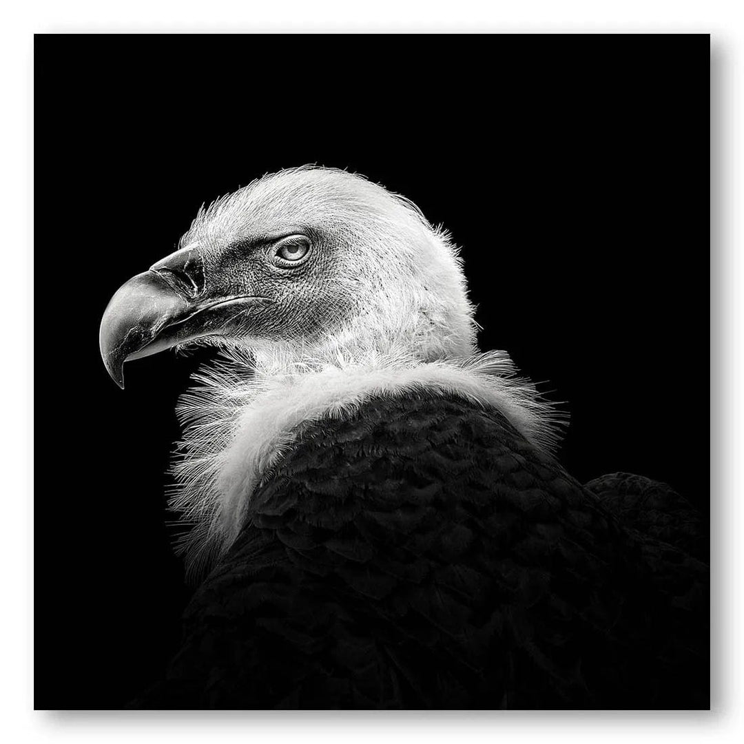 Eurasian Griffon Noir #7 Photo Print