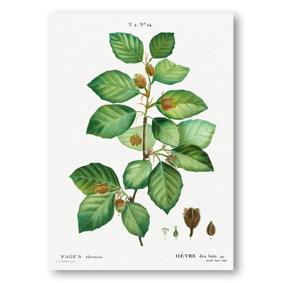 European Beech vintage print, one of the pair