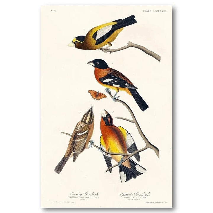 Evening & Spotted Grosbeaks Art Print