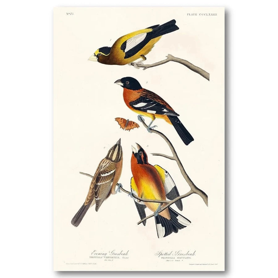 Evening & Spotted Grosbeaks Art Print
