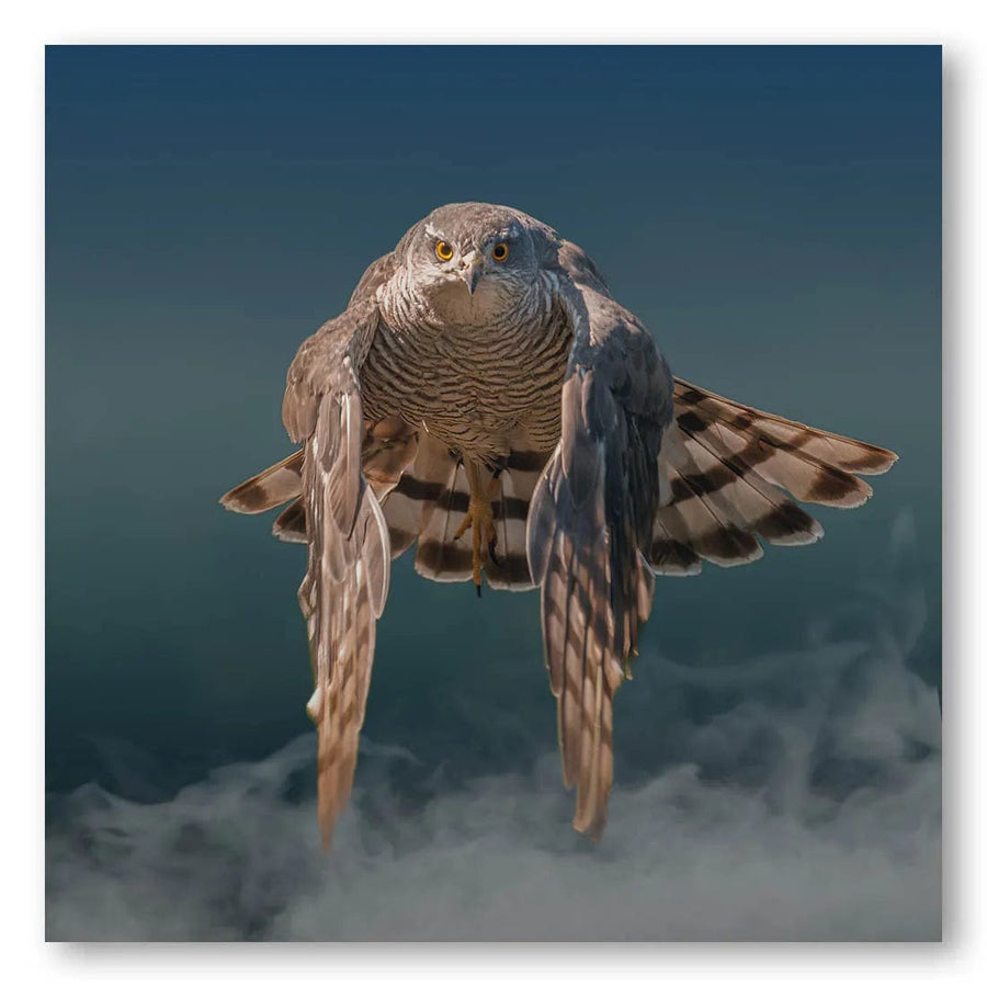 Hawk In Focus Photo Print
