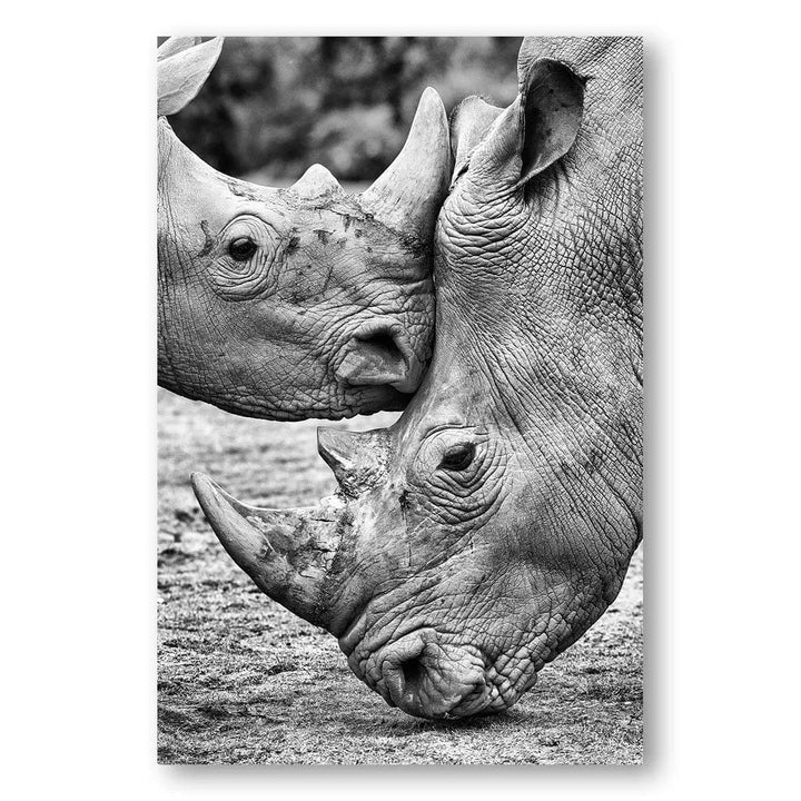 Rhino Encounter Photo Print