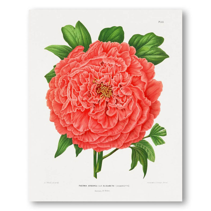 Faeonia Arborea Var. Elisabeth by Abraham Jacobus Wendel Art Print