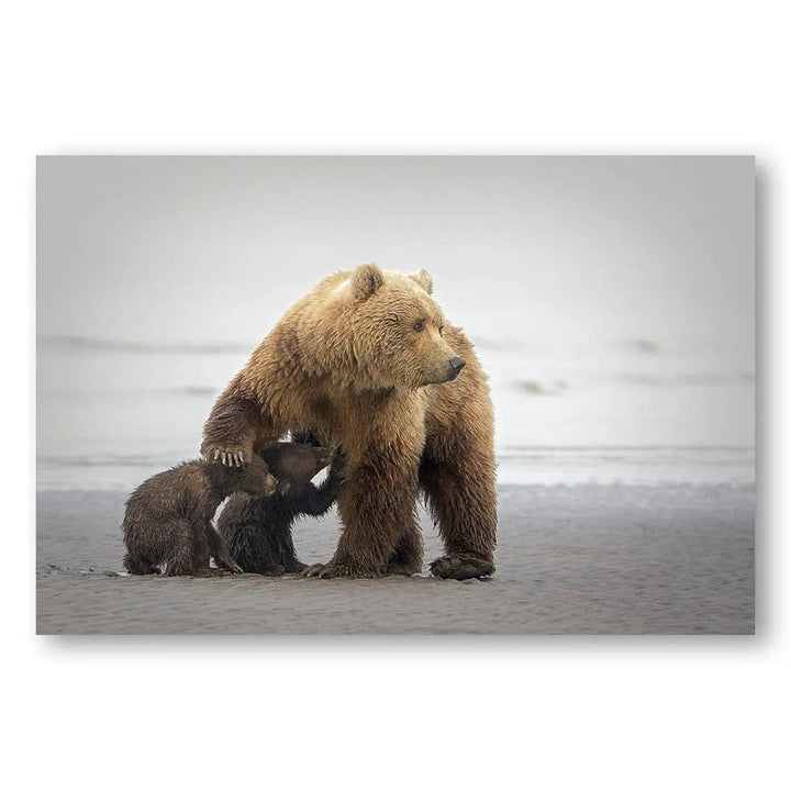 Bear Family Time Photo Print