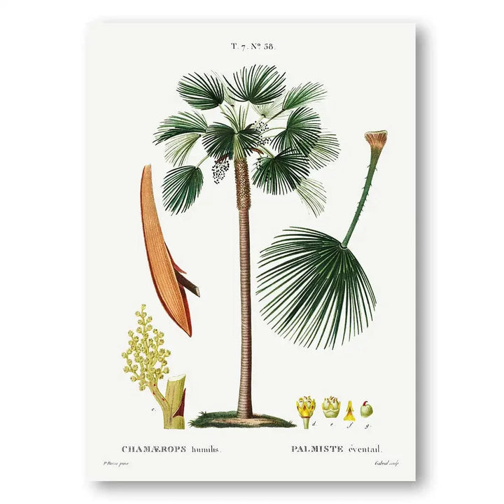 Mediterranean Fan Palm vintage print, one of the pair