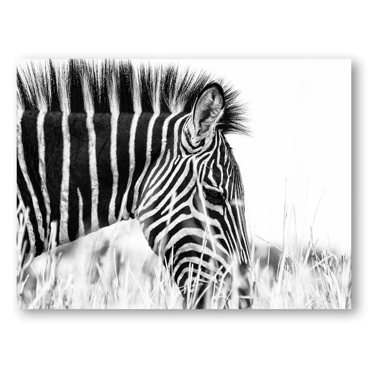 Zebra Elegance Photo Print