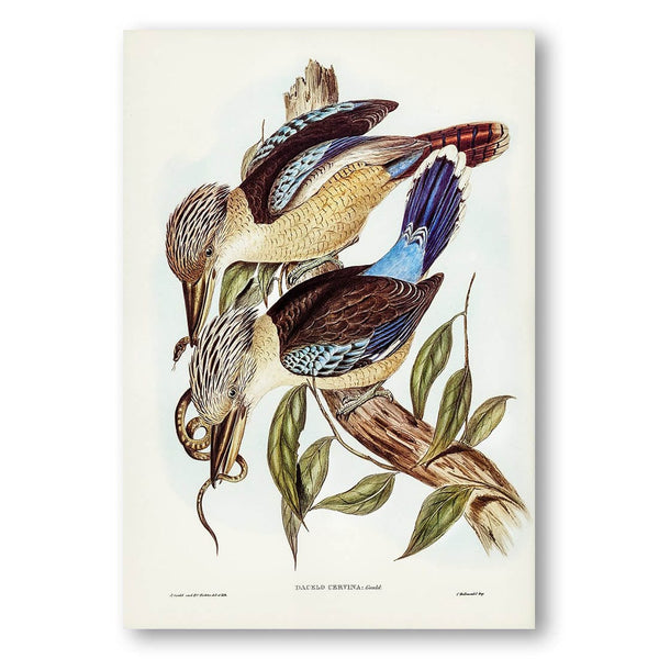 Fawn-breasted Kingfisher by Elizabeth Gould Art Print