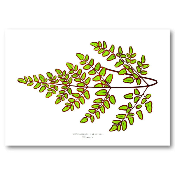 Polypodium Spectabile Botanical Art Print