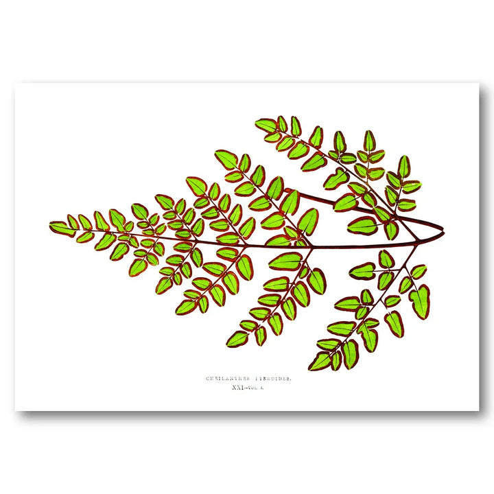 Polypodium Spectabile Botanical Art Print